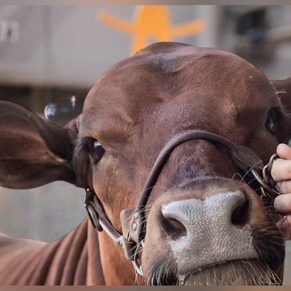 Meet your Posher, Leann - Picture 5 of 11